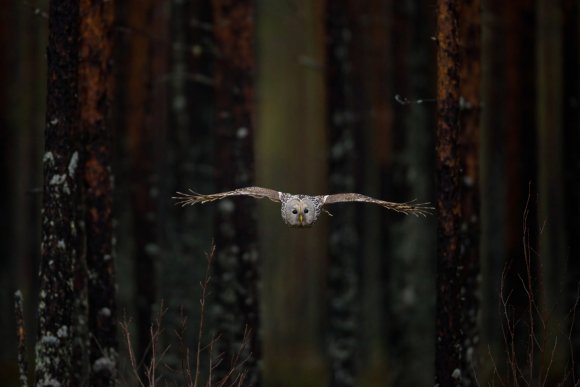 Allocco degli Urali - Ural Owl (Strix uralensis)