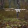 Allocco degli Urali - Ural Owl (Strix uralensis)