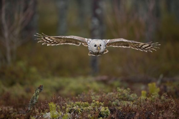 Allocco degli Urali - Ural Owl (Strix uralensis)