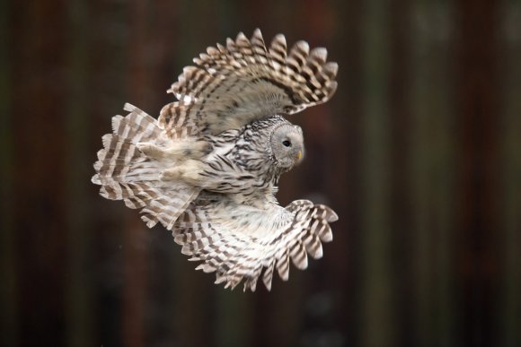 Allocco degli Urali - Ural Owl (Strix uralensis)