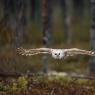 Allocco degli Urali - Ural Owl (Strix uralensis)