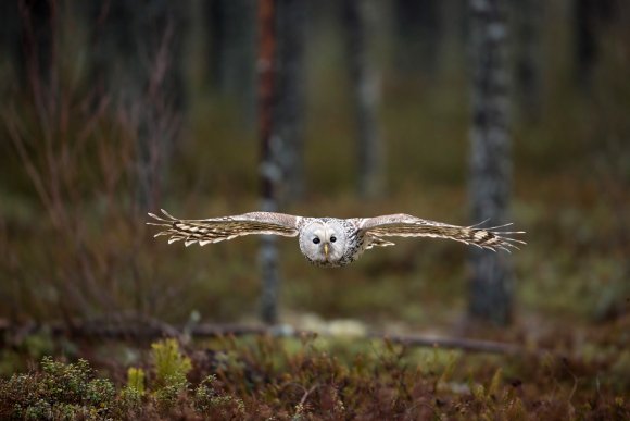 Allocco degli Urali - Ural Owl (Strix uralensis)