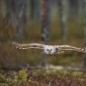 Allocco degli Urali - Ural Owl (Strix uralensis)