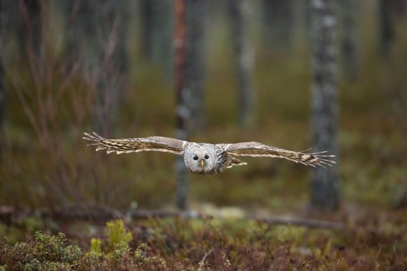 Allocco degli Urali - Ural Owl (Strix uralensis)