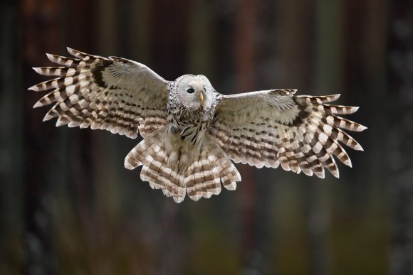 Allocco degli Urali - Ural Owl (Strix uralensis)