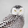 Civetta delle nevi - Snowy owl (Bubo scandiacus)