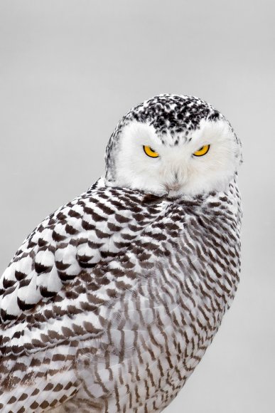 Civetta delle nevi - Snowy owl (Bubo scandiacus)