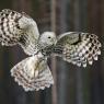 Allocco degli Urali - Ural Owl (Strix uralensis)