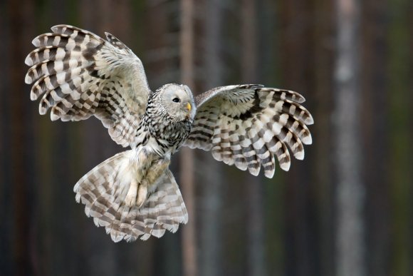 Allocco degli Urali - Ural Owl (Strix uralensis)