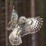 Allocco degli Urali - Ural Owl (Strix uralensis)