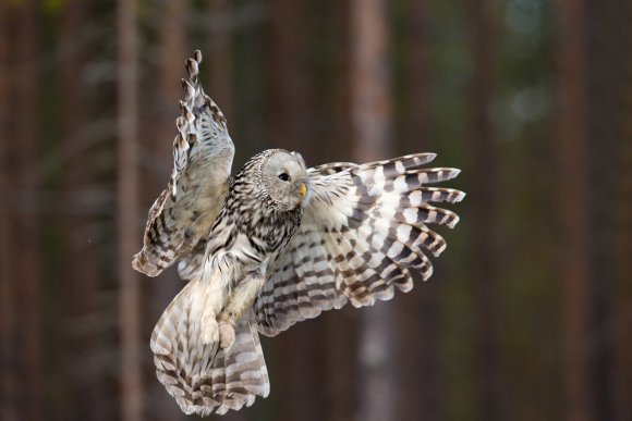 Allocco degli Urali - Ural Owl (Strix uralensis)