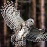 Allocco degli Urali - Ural Owl (Strix uralensis)
