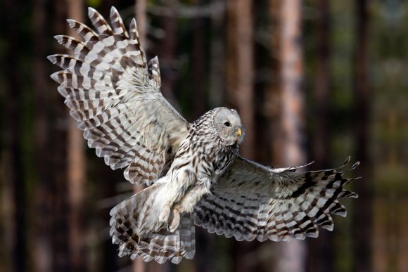 Allocco degli Urali - Ural Owl (Strix uralensis)