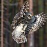 Allocco degli Urali - Ural Owl (Strix uralensis)