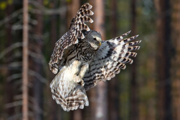 Allocco degli Urali - Ural Owl (Strix uralensis)