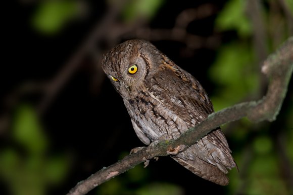 Assiolo - Scoops owl (Otus scoops)