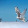 Civetta delle nevi - Snowy owl (Bubo scandiacus)