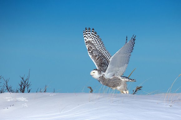 Civetta delle nevi - Snowy owl (Bubo scandiacus)