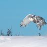 Civetta delle nevi - Snowy owl (Bubo scandiacus)