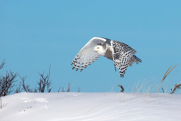 Civetta delle nevi - Snowy owl (Bubo scandiacus)