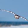 Civetta delle nevi - Snowy owl (Bubo scandiacus)