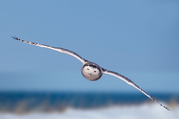 Civetta delle nevi - Snowy owl (Bubo scandiacus)