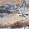 Civetta delle nevi - Snowy owl (Bubo scandiacus)