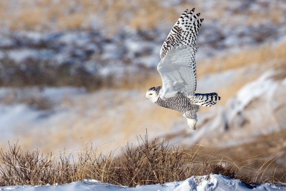 Civetta delle nevi - Snowy owl (Bubo scandiacus)