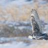 Civetta delle nevi - Snowy owl (Bubo scandiacus)