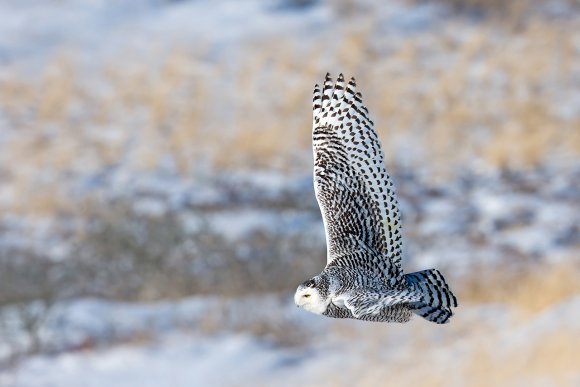 Civetta delle nevi - Snowy owl (Bubo scandiacus)