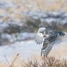 Civetta delle nevi - Snowy owl (Bubo scandiacus)