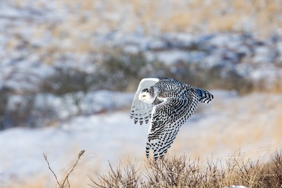 Civetta delle nevi - Snowy owl (Bubo scandiacus)