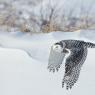 Civetta delle nevi - Snowy owl (Bubo scandiacus)