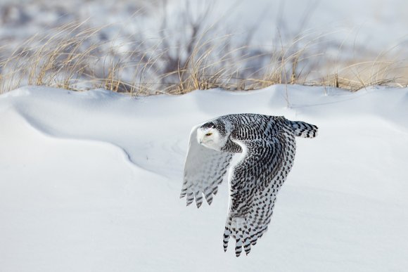 Civetta delle nevi - Snowy owl (Bubo scandiacus)