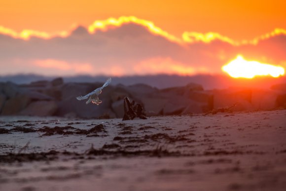 Civetta delle nevi - Snowy owl (Bubo scandiacus)