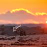 Civetta delle nevi - Snowy owl (Bubo scandiacus)