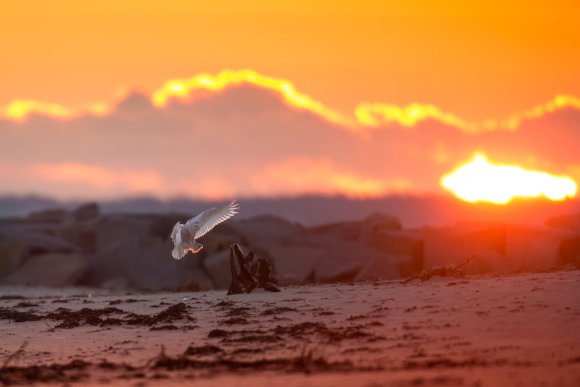 Civetta delle nevi - Snowy owl (Bubo scandiacus)