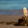 Civetta delle nevi - Snowy owl (Bubo scandiacus)