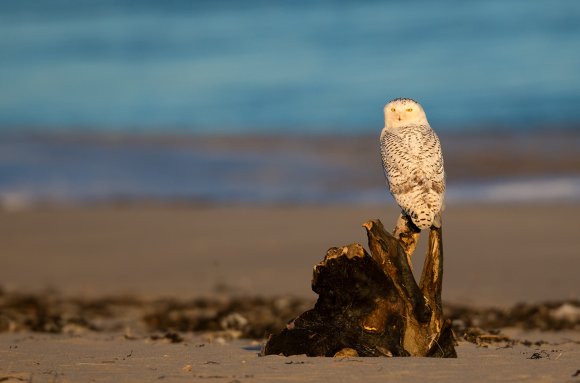 Civetta delle nevi - Snowy owl (Bubo scandiacus)