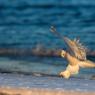 Civetta delle nevi - Snowy owl (Bubo scandiacus)