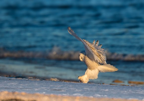 Civetta delle nevi - Snowy owl (Bubo scandiacus)