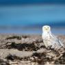 Civetta delle nevi - Snowy owl (Bubo scandiacus)