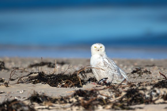 Civetta delle nevi - Snowy owl (Bubo scandiacus)