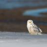 Civetta delle nevi - Snowy owl (Bubo scandiacus)