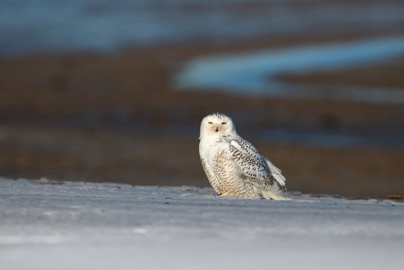 Civetta delle nevi - Snowy owl (Bubo scandiacus)