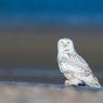 Civetta delle nevi - Snowy owl (Bubo scandiacus)