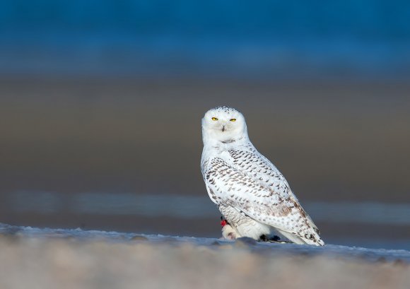 Civetta delle nevi - Snowy owl (Bubo scandiacus)