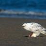 Civetta delle nevi - Snowy owl (Bubo scandiacus)