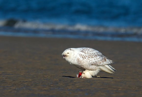 Civetta delle nevi - Snowy owl (Bubo scandiacus)