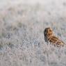 Gufo di palude - Short eared owl (Asio flammeus)